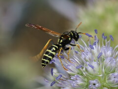 Polistes bischoffi