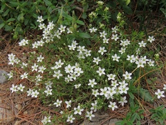 Arenaria ciliata