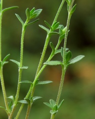 Arenaria ciliata