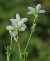 Arenaria ciliata