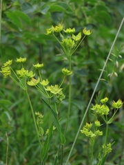 Bupleurum ranunculoides