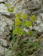 Bupleurum ranunculoides