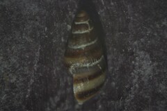 Cingula trifasciata