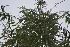 Vireo gilvus