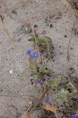 Anchusa calcarea