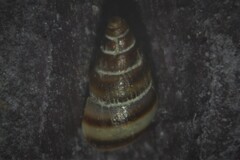 Cingula trifasciata