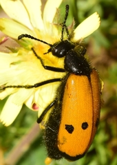 Mylabris quadripunctata
