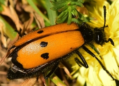 Mylabris quadripunctata