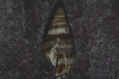 Cingula trifasciata