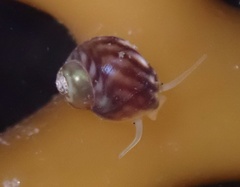 Phasianellidae
