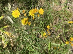 Hieracium umbellatum