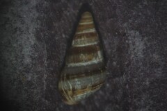 Cingula trifasciata