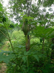 Angelica ursina
