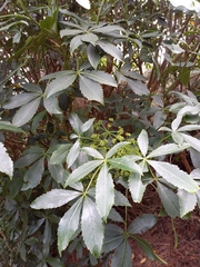 Pseudopanax colensoi