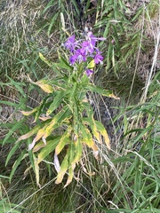 Chamaenerion angustifolium