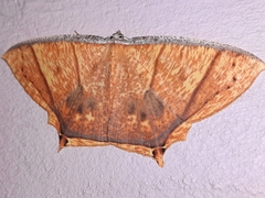 Thinopteryx crocoptera