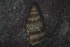 Cingula trifasciata