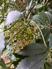 Pseudopanax colensoi