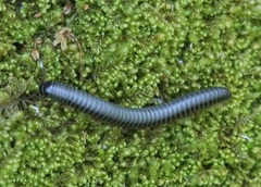 Acanthoiulus fuscipes