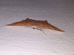 Thinopteryx crocoptera