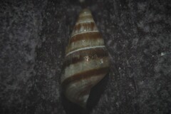 Cingula trifasciata