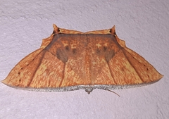 Thinopteryx crocoptera