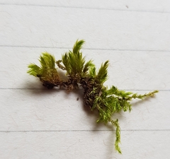 Cirriphyllum crassinervium