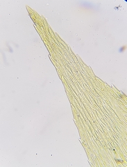 Cirriphyllum crassinervium