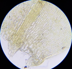 Cirriphyllum crassinervium