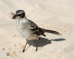 Mimus parvulus barringtoni