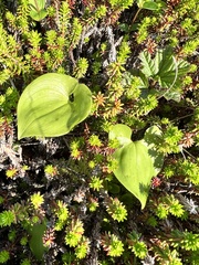 Maianthemum dilatatum