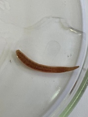 Erpobdella octoculata