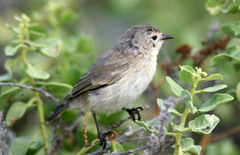 Certhidea fusca