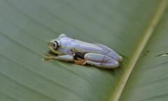 Heterixalus madagascariensis