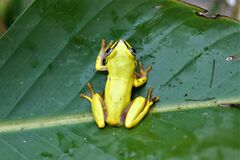 Heterixalus madagascariensis