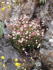 Erigeron karvinskianus image