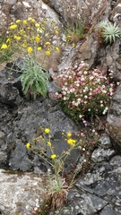 Erigeron karvinskianus image