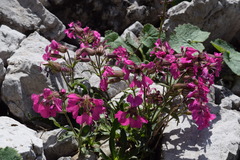Silene elisabethae