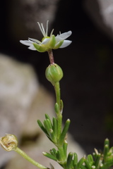 Moehringia ciliata