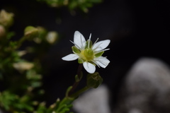 Moehringia ciliata