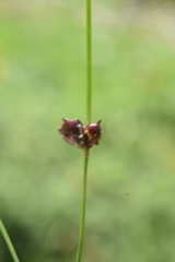 Oreojuncus monanthos