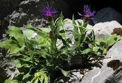Centaurea triumfettii
