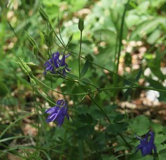 Aquilegia nigricans