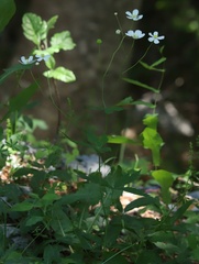 Ranunculus platanifolius