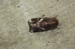 Spodoptera umbraculata