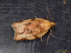 Clepsis siciliana