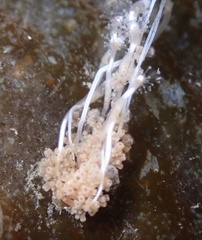 Hydrocoryne bodegensis