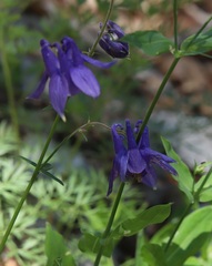 Aquilegia nigricans