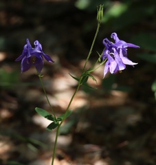 Aquilegia nigricans