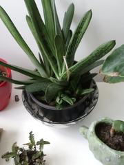 Gasteria carinata